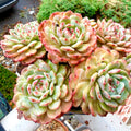 Echeveria 'Rosy Glow' 6.5"-7" WYSIWYG Live Plant - Exact Plant Shown Collector Rare Succulent