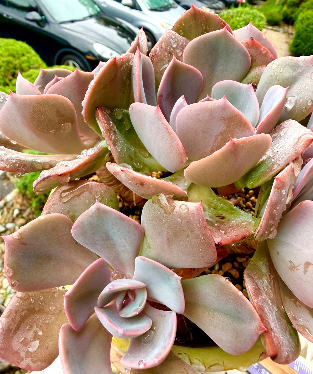 Echeveria 'Dusty Rose' - 7.5" Collector Grade Succulent - Exact Plant Shown 1 of 1 - WYSIWYG Rare Boutique Plant