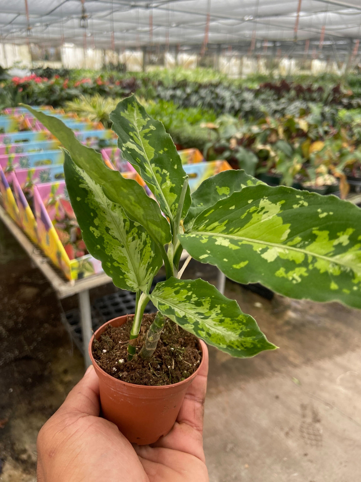 Archer | Chinese Evergreen ‘Pictum Tricolor’
