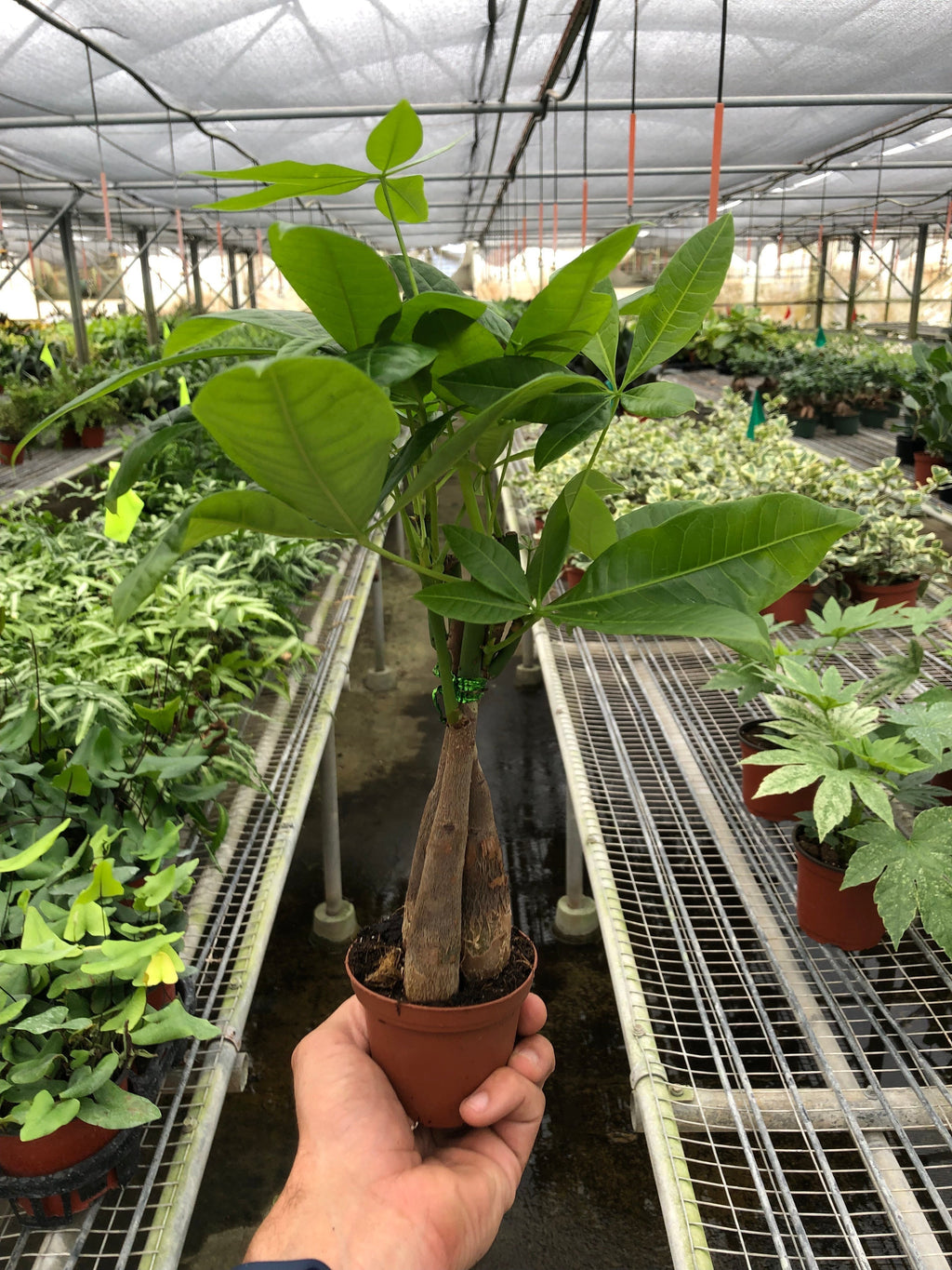 Kevin | Money Tree 'Guiana Chestnut' Pachira Braid
