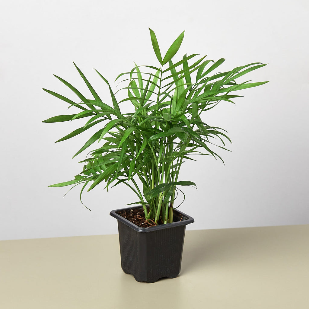 Jeffrey | Parlor Palm
