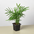 Jeffrey | Parlor Palm