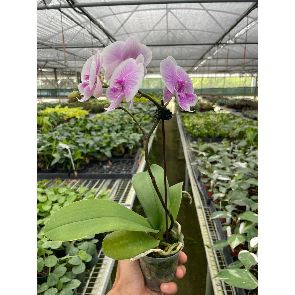 Joanna | Orchid 'Light Pink Phalaenopsis'