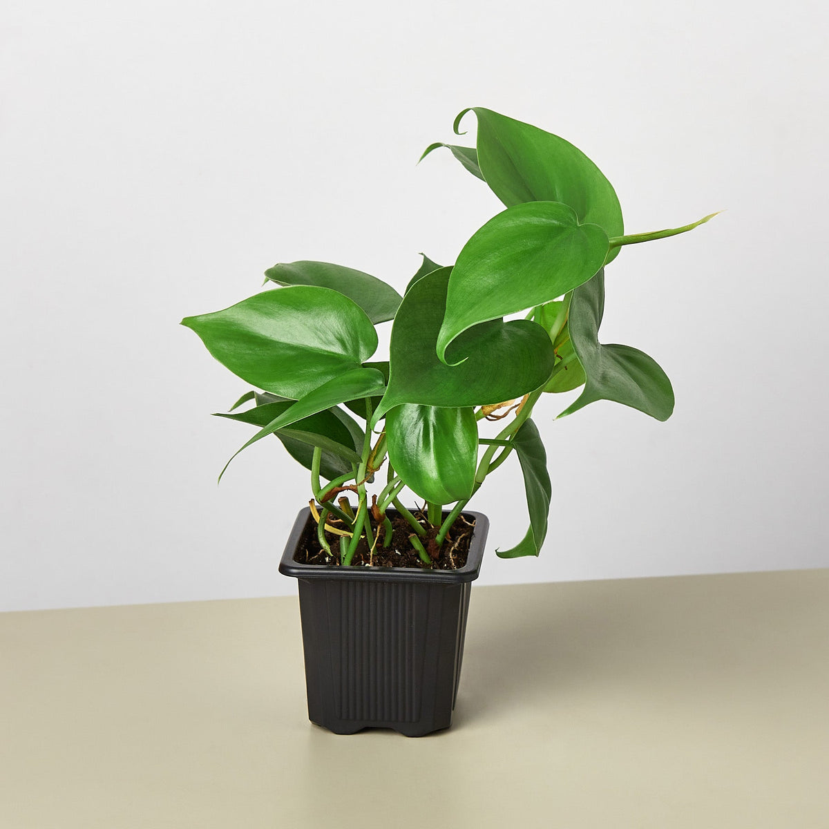 Julian | Heartleaf Philodendron