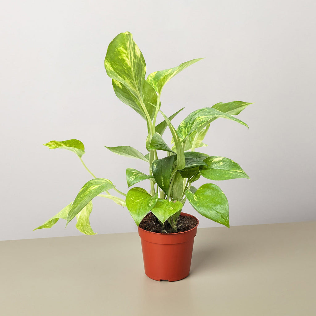 Rosalie | Golden Pothos