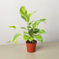 Rosalie | Golden Pothos