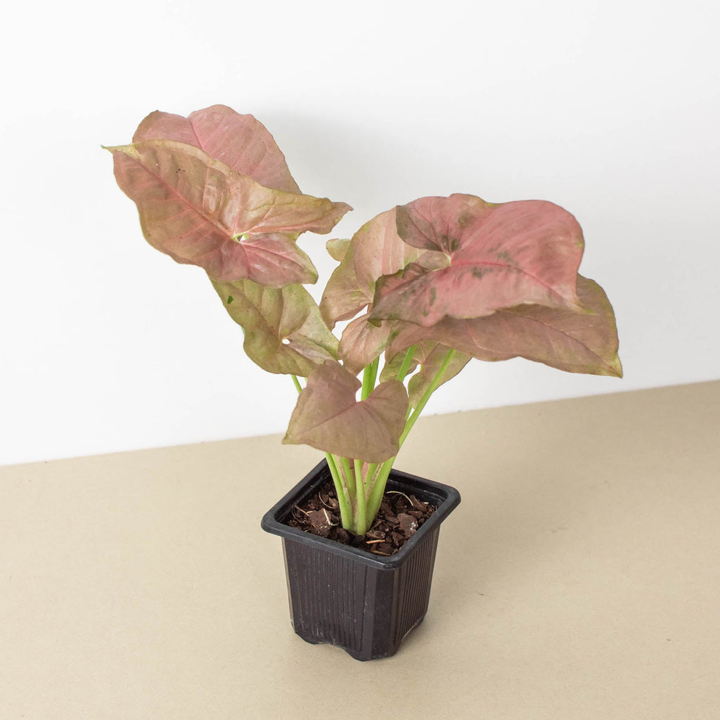 Rosie | Strawberry Arrowhead Plant