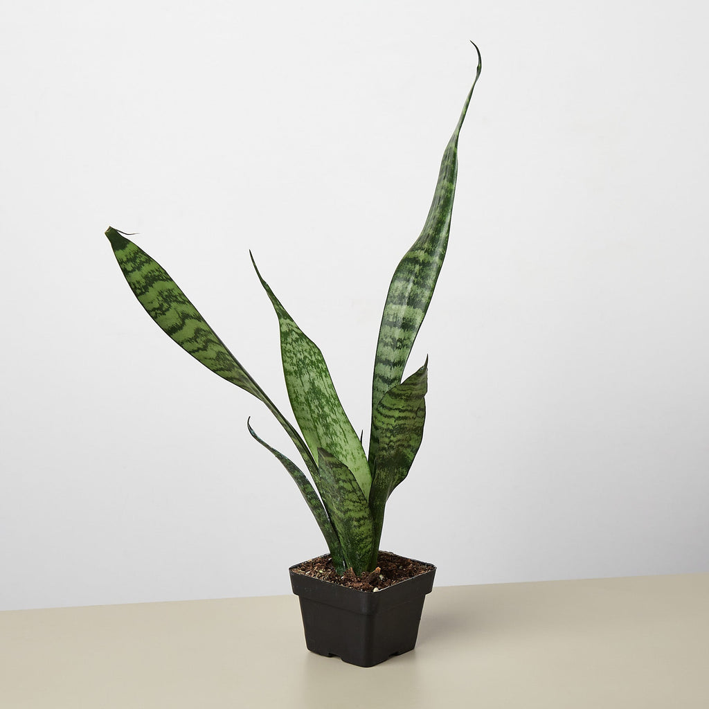 Ryder | Snake Plant ‘Zeylanica’