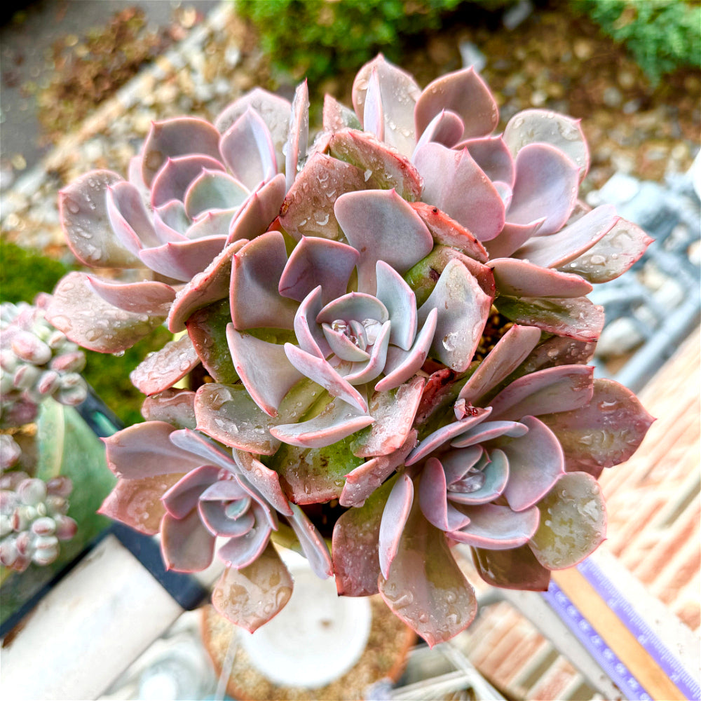 Echeveria 'Dusty Rose' - 7.5" Collector Grade Succulent - Exact Plant Shown 1 of 1 - WYSIWYG Rare Boutique Plant