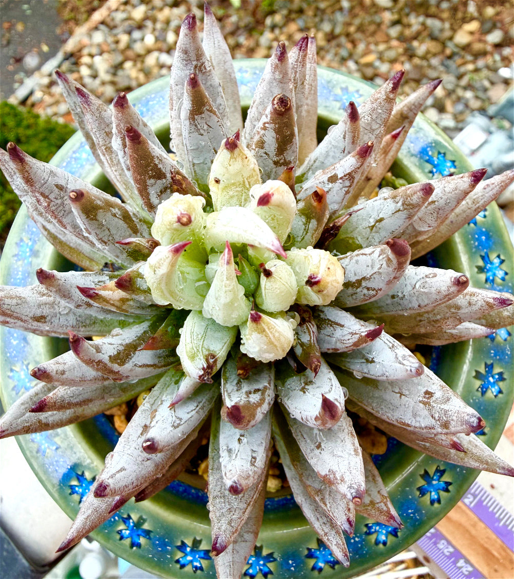 Echeveria unguiculata 4.5"-5" Rare Succulent - Boutique Live Plant WYSIWYG - Exact Plant Shown 1 of 1