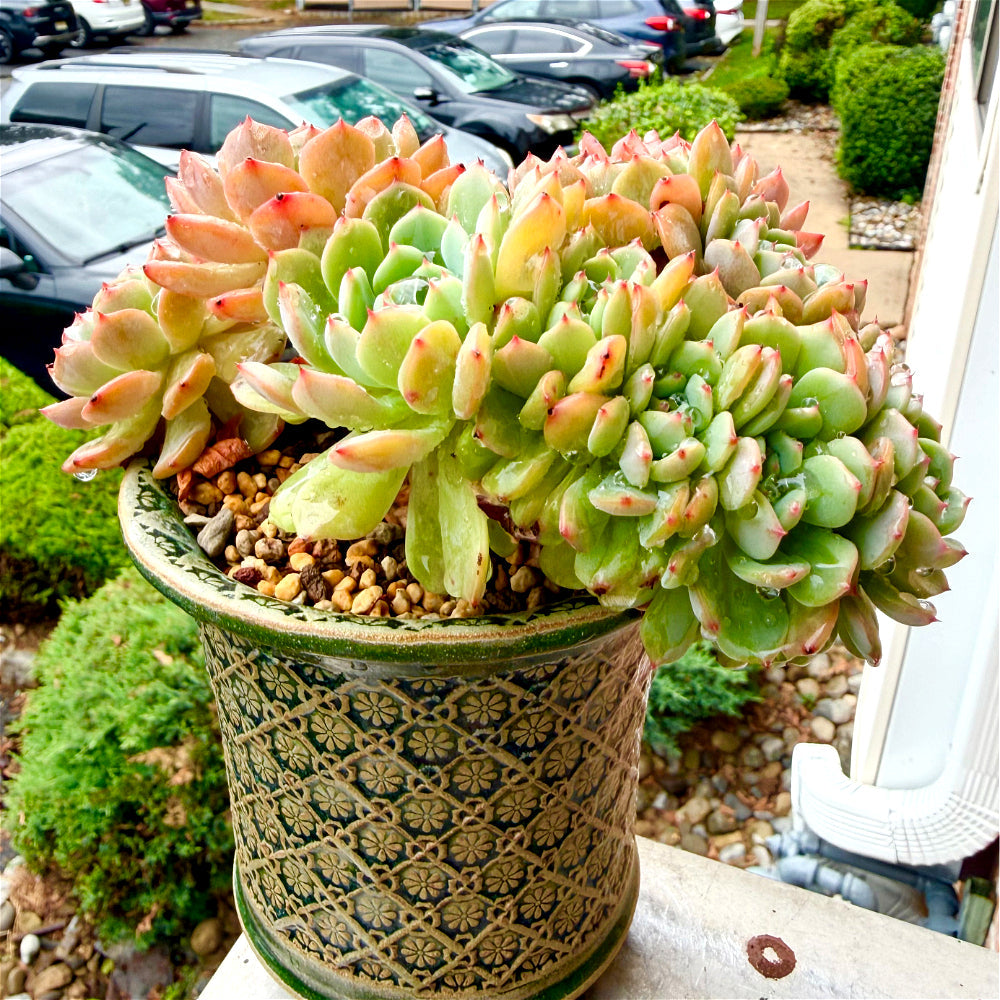 Echeveria 'Rosy Glow' Crested - 7" Rare Collectible Succulent - WYSIWYG Live Plant One-of-a-Kind - Exact Plant Shown