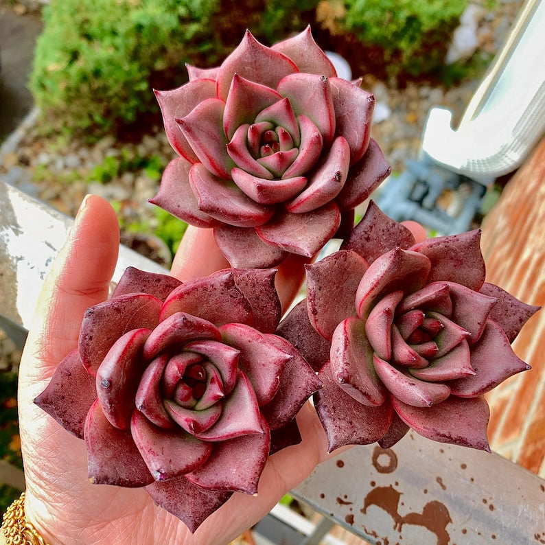 Echeveria Agavoides 'Romeo' 1.5"-2" Single Succulent Plant - Known For Its Star-like Rose Form