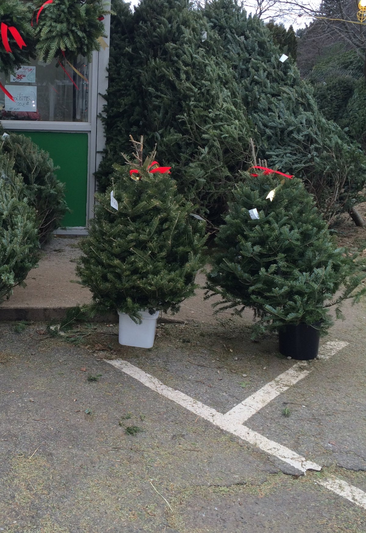 Real Christmas Trees Delivered 3 Foot Balsam Fir Tabletop Christmas Tree