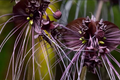 Black Bat Flower Seeds | Tacca chantrieri
