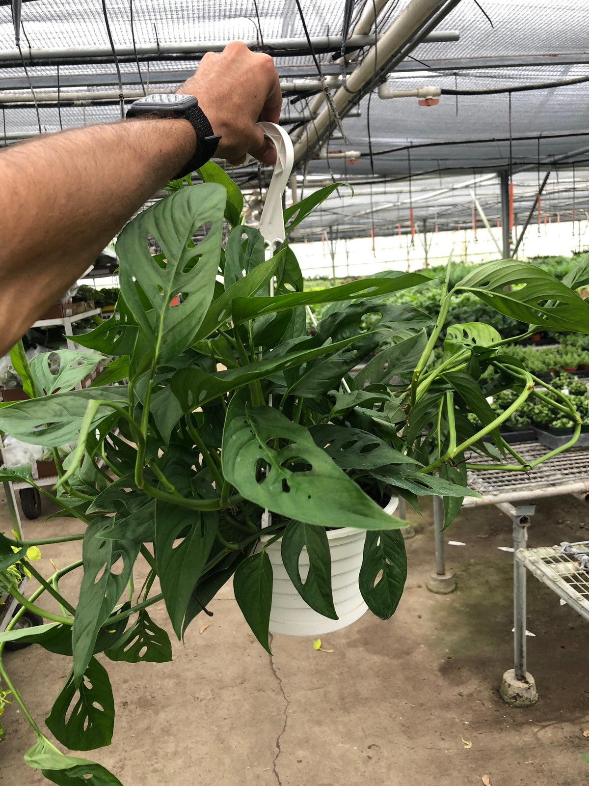 Heidi | Monstera Adansonii ‘Swiss Cheese’