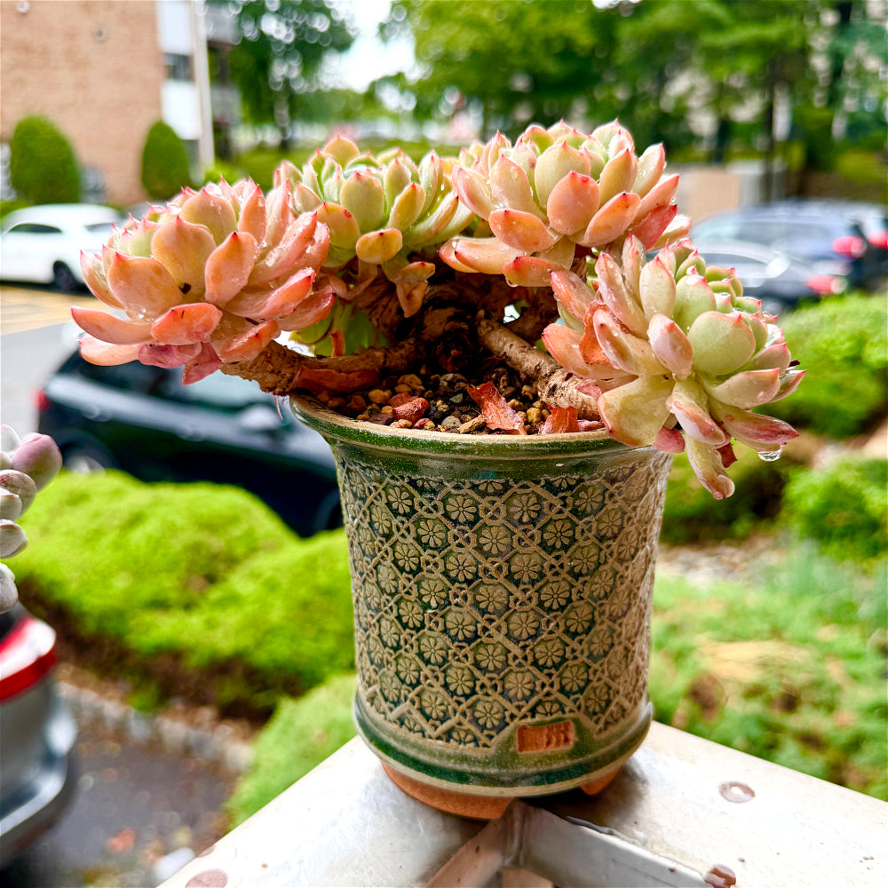 Echeveria 'Rosy Glow' Crested - 7" Rare Collectible Succulent - WYSIWYG Live Plant One-of-a-Kind - Exact Plant Shown