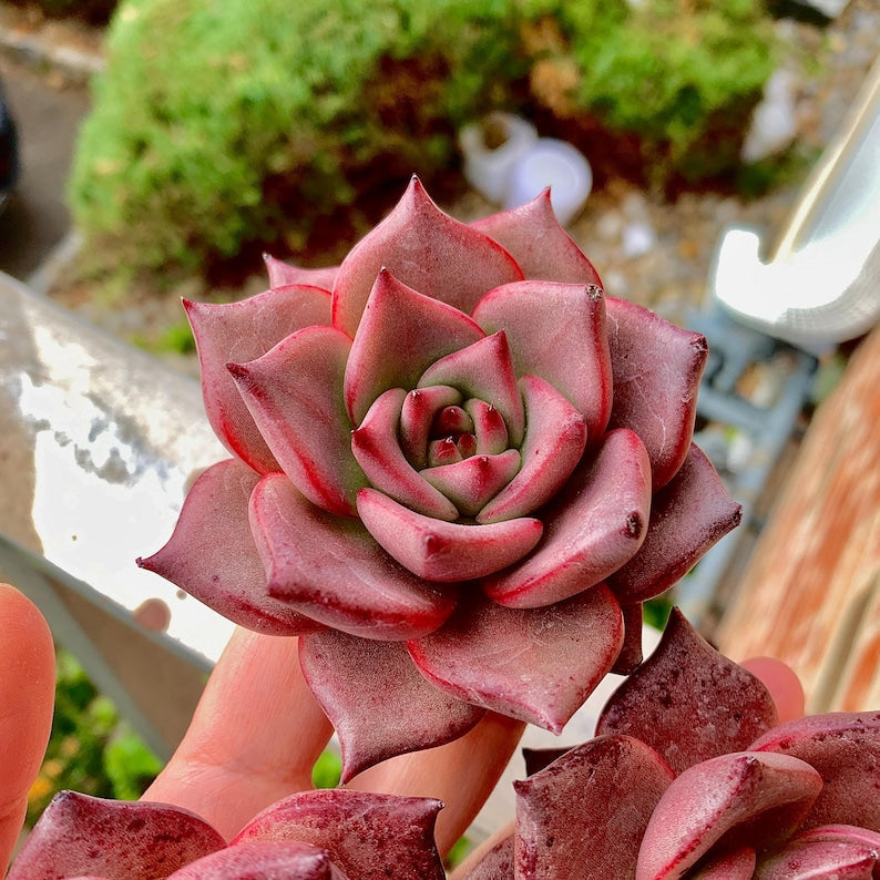 Echeveria Agavoides 'Romeo' 1.5"-2" Single Succulent Plant - Known For Its Star-like Rose Form