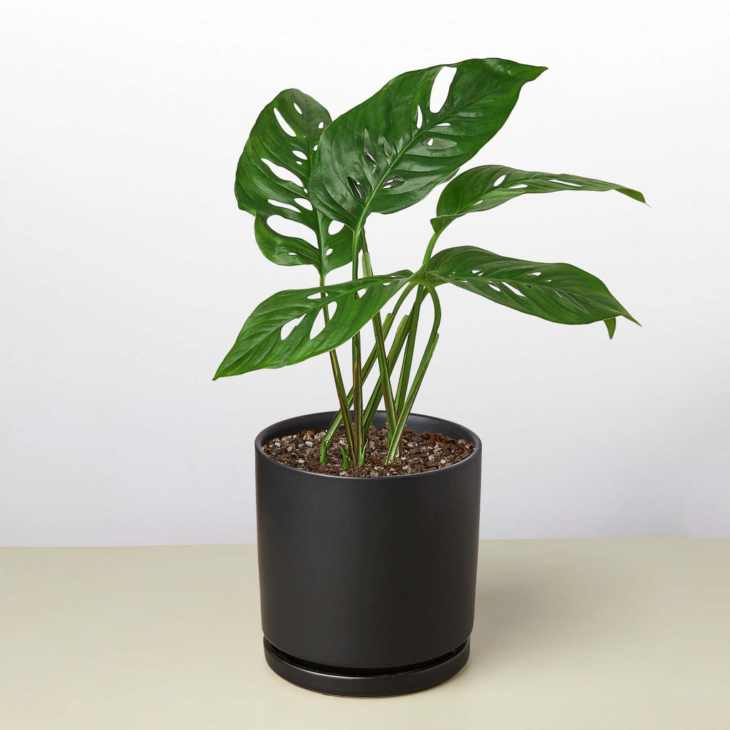 Heidi | Monstera Adansonii ‘Swiss Cheese’
