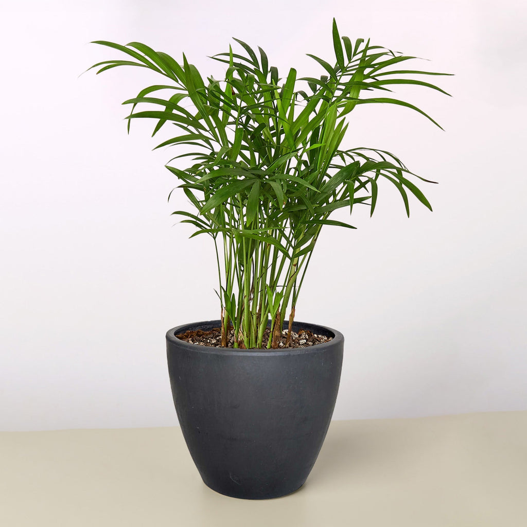 Jeffrey | Parlor Palm