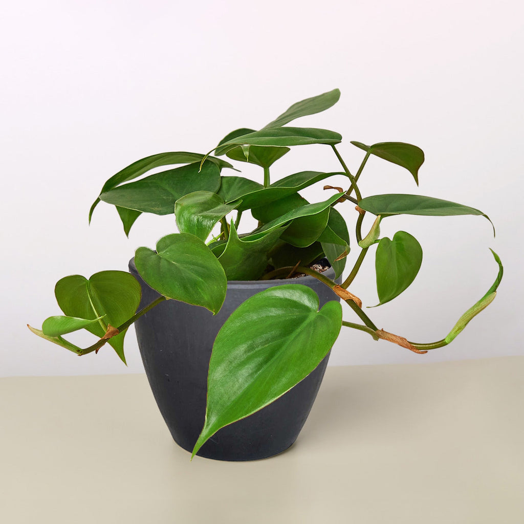 Julian | Heartleaf Philodendron