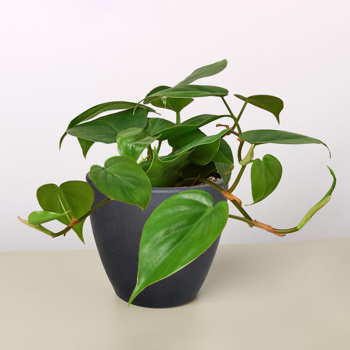 Julian | Heartleaf Philodendron