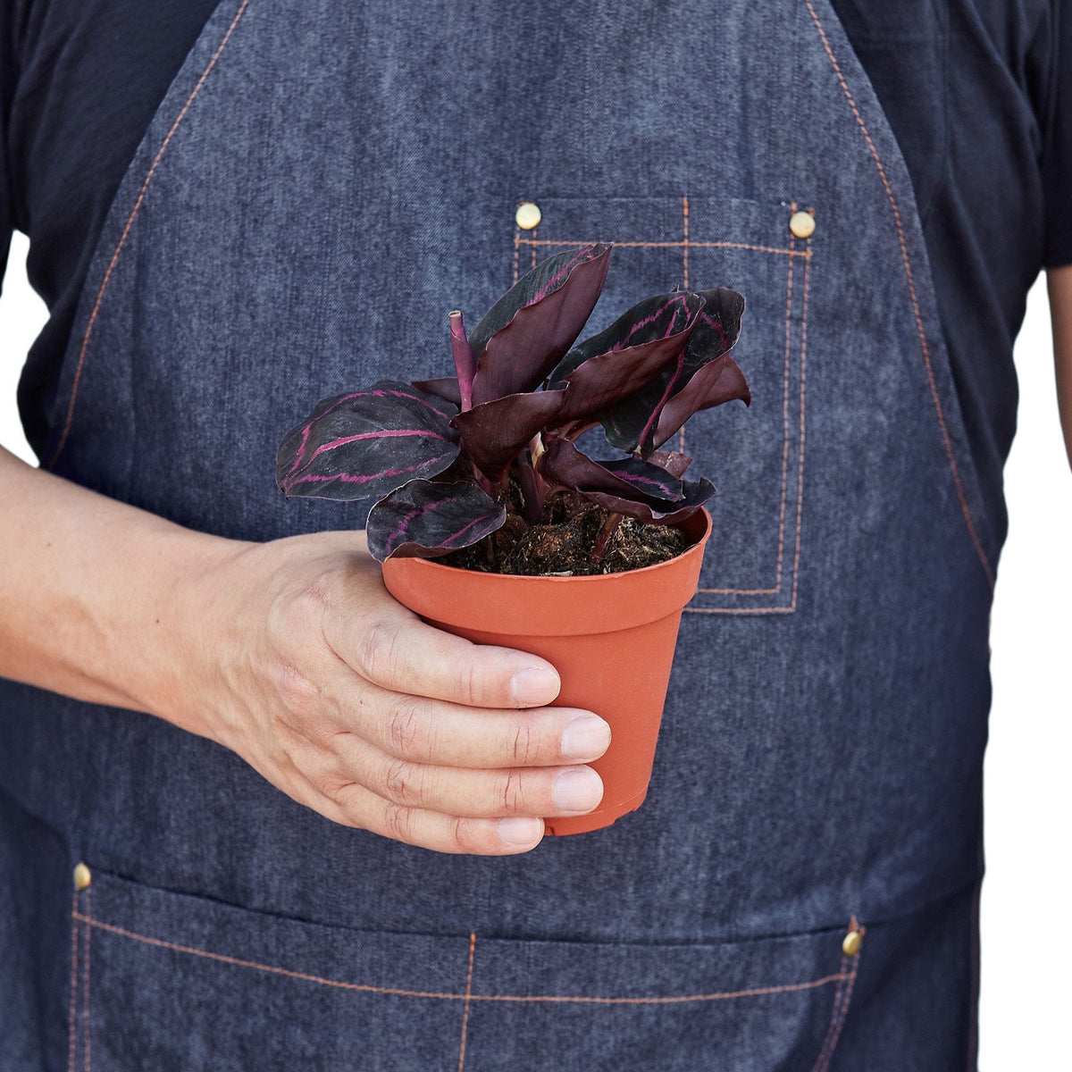 Calathea Dottie Roseopicta