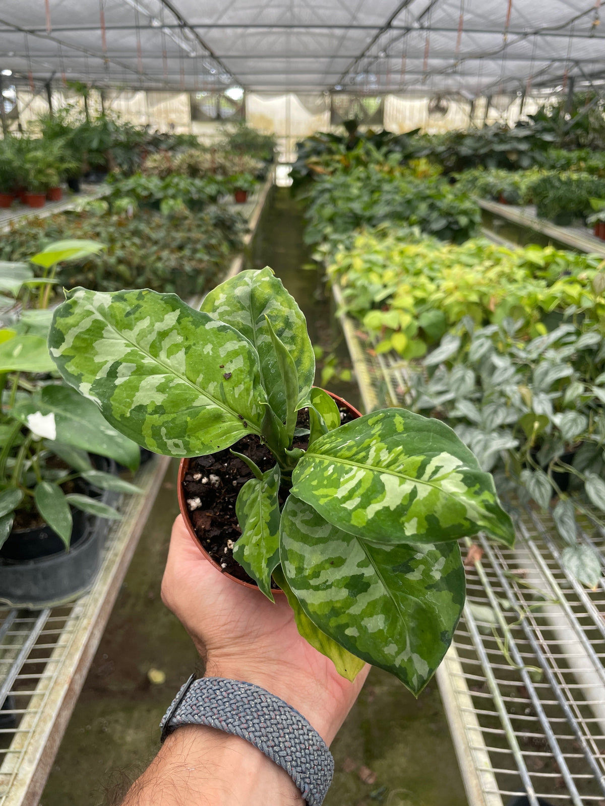 Archer | Chinese Evergreen ‘Pictum Tricolor’
