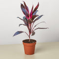Queen Cordyline | Calypso Queen