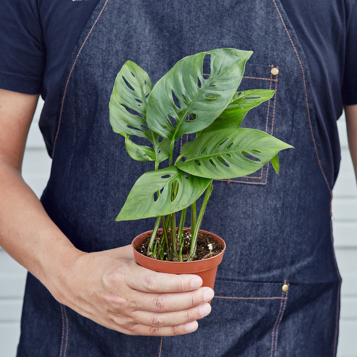 Heidi | Monstera Adansonii ‘Swiss Cheese’