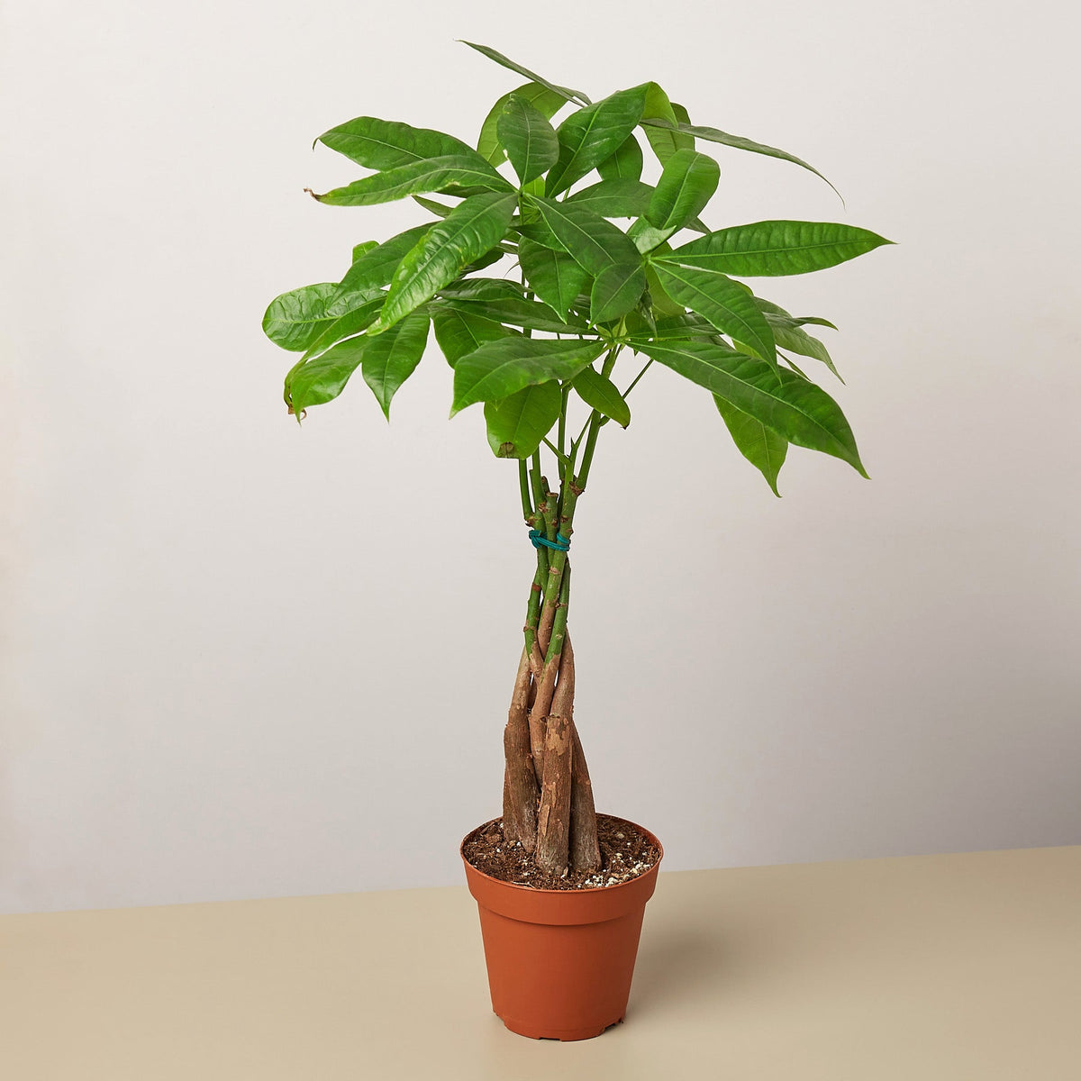 Kevin | Money Tree 'Guiana Chestnut' Pachira Braid