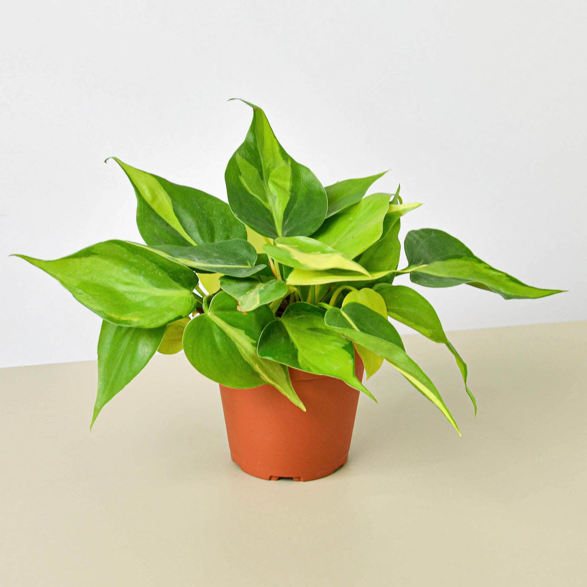 Bianca |  'Brasil’ Philodendron