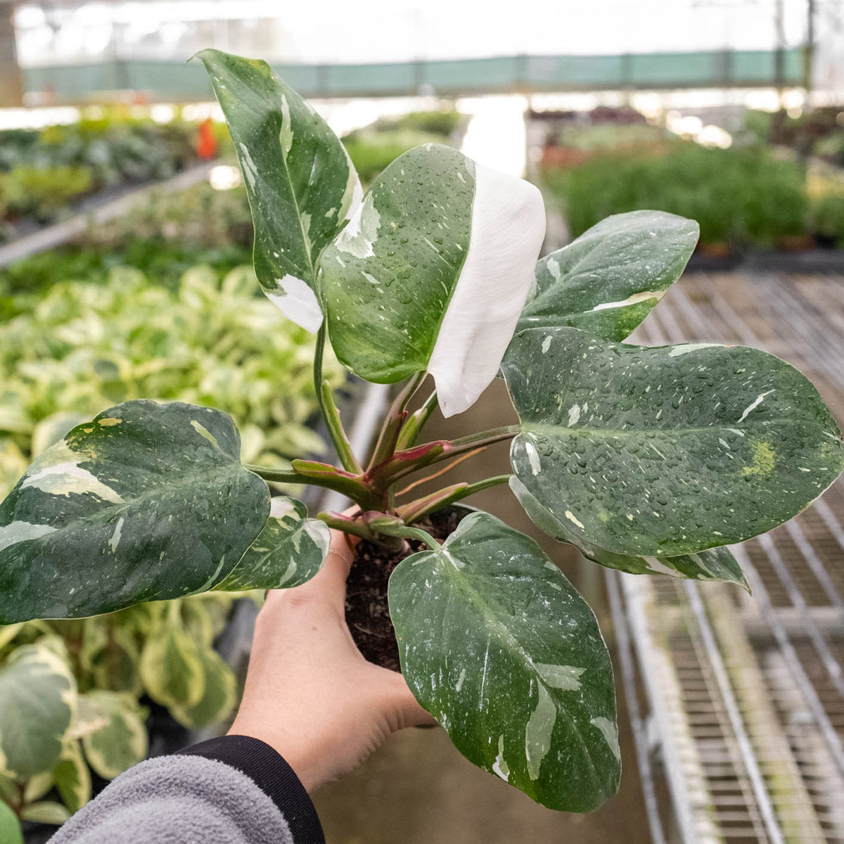 Princess Philomena | Philodendron White Princess