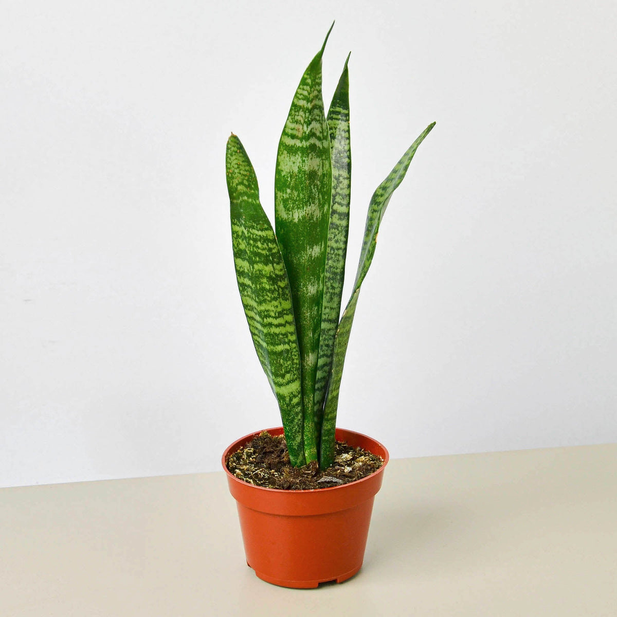 Ryder | Snake Plant ‘Zeylanica’
