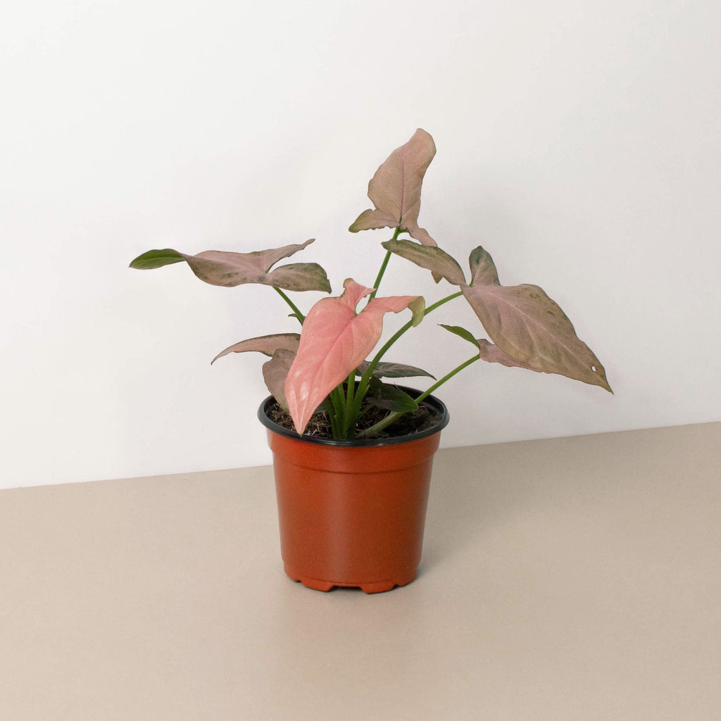 Glinda | Syngonium ‘Pink Splash’