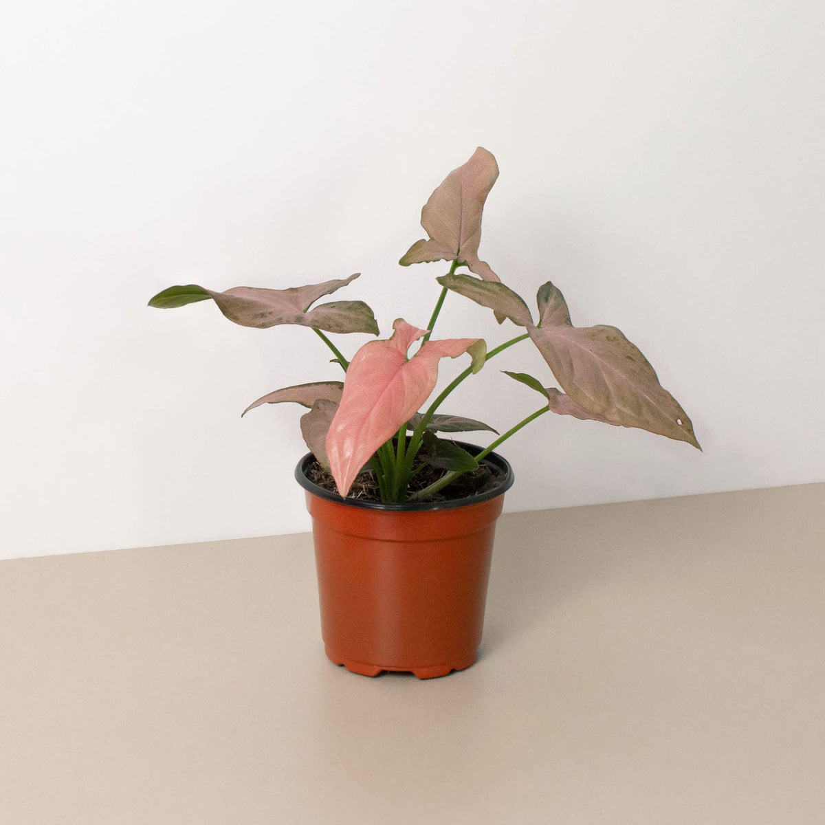 Glinda | Syngonium ‘Pink Splash’