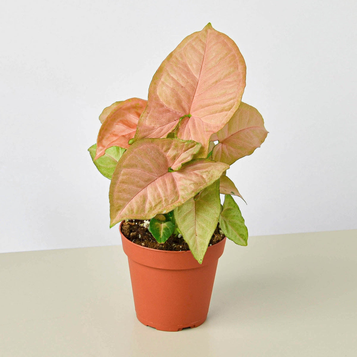 Rosie | Strawberry Arrowhead Plant
