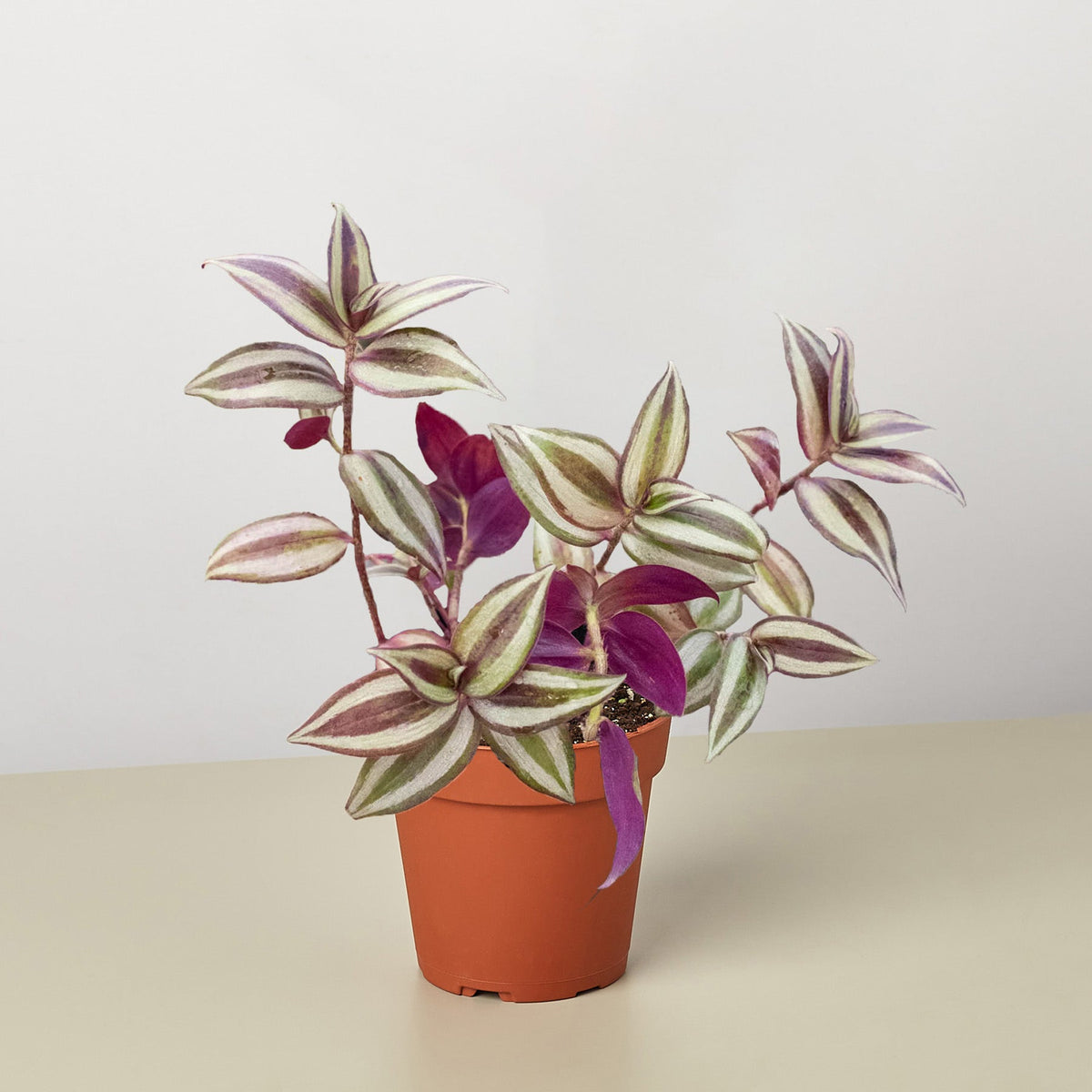 Bodhi | Tradescantia Zebrina