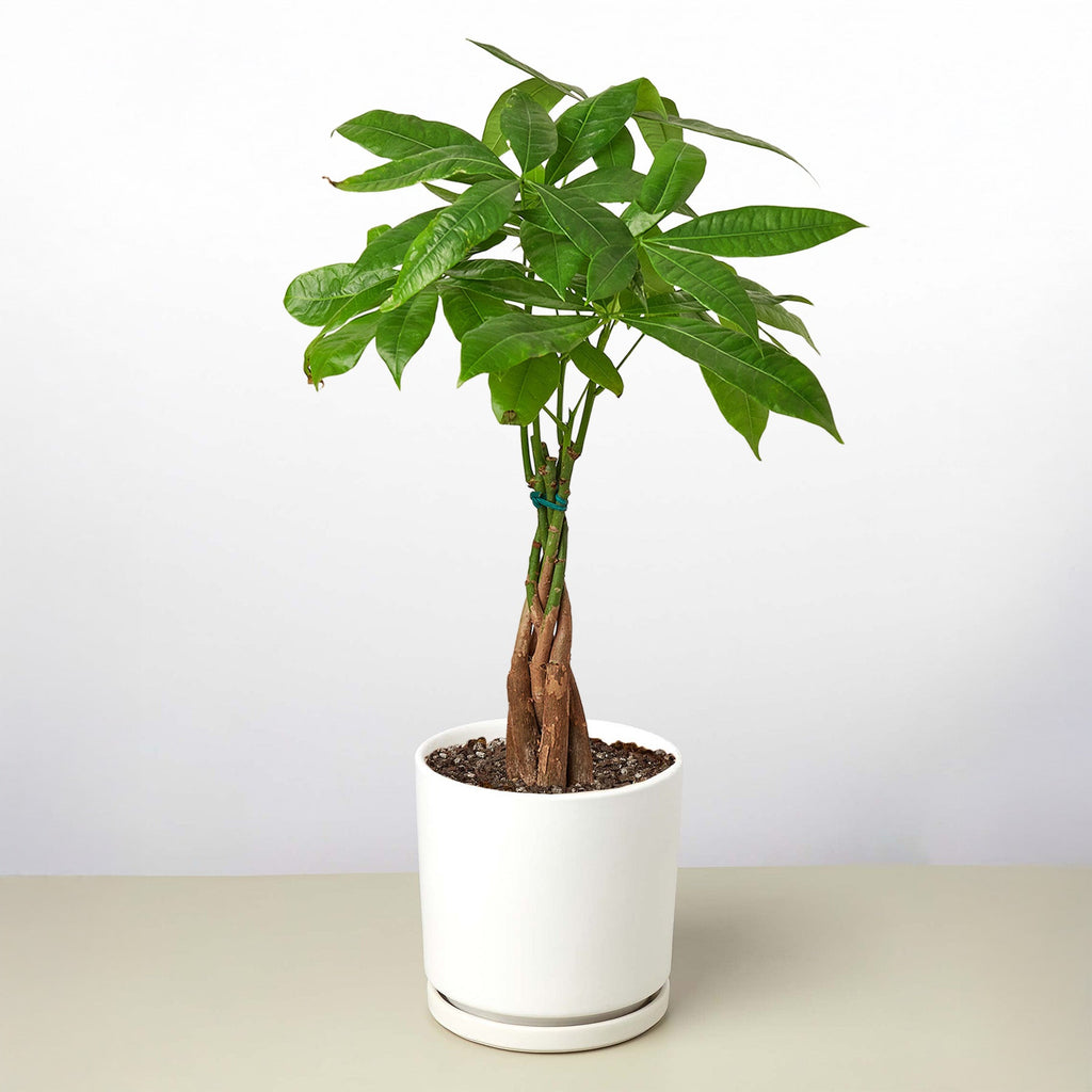 Kevin | Money Tree 'Guiana Chestnut' Pachira Braid