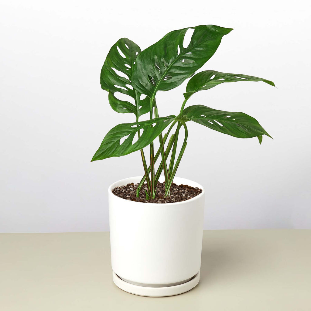 Heidi | Monstera Adansonii ‘Swiss Cheese’