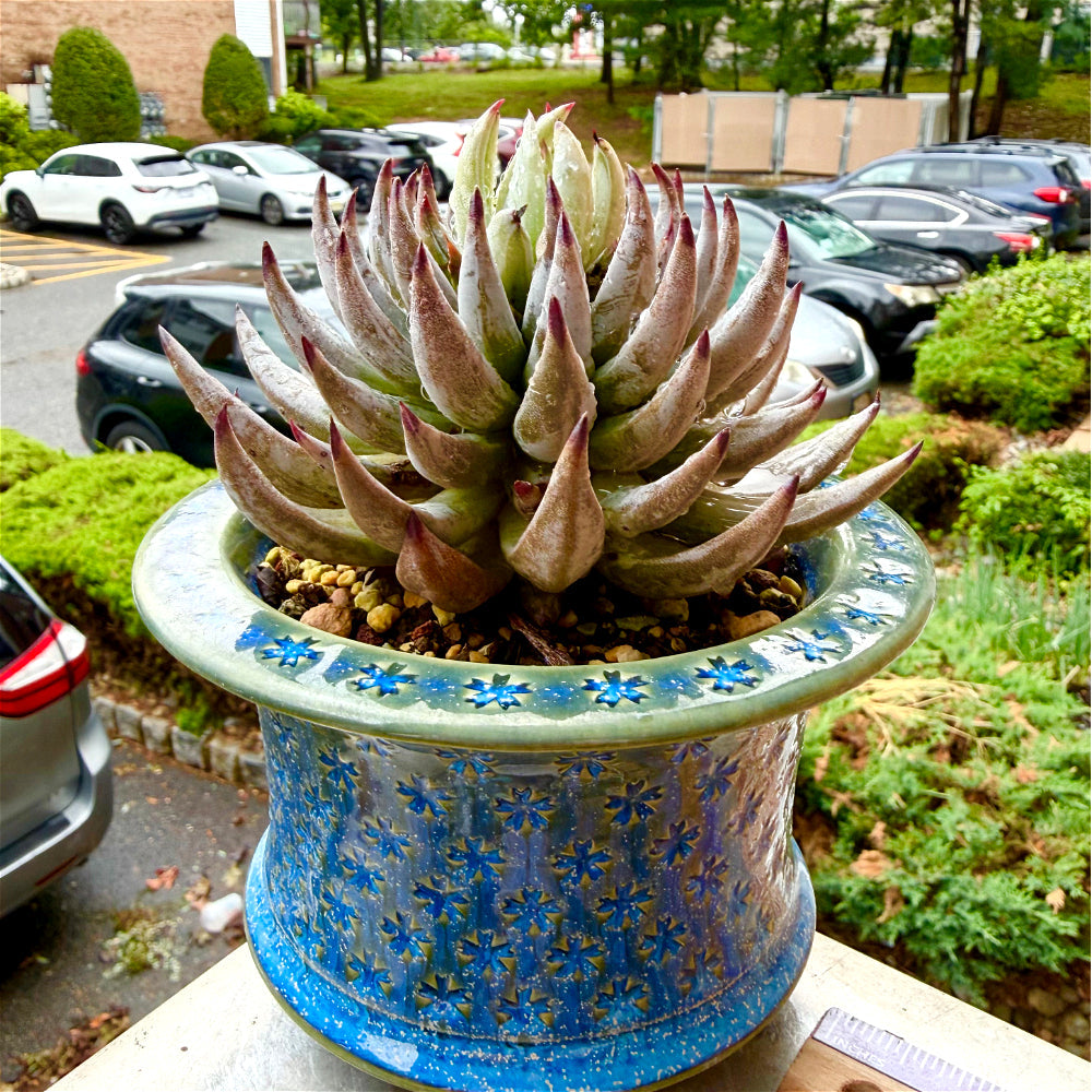Echeveria unguiculata 4.5"-5" Rare Succulent - Boutique Live Plant WYSIWYG - Exact Plant Shown 1 of 1