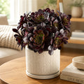 Aeonium Arboreum 'Black Rose' ~4"-5" Multi-stemmed Clustered - Rare Succulent Live Plant - Dark Rosettes Mature Bouquet Structure