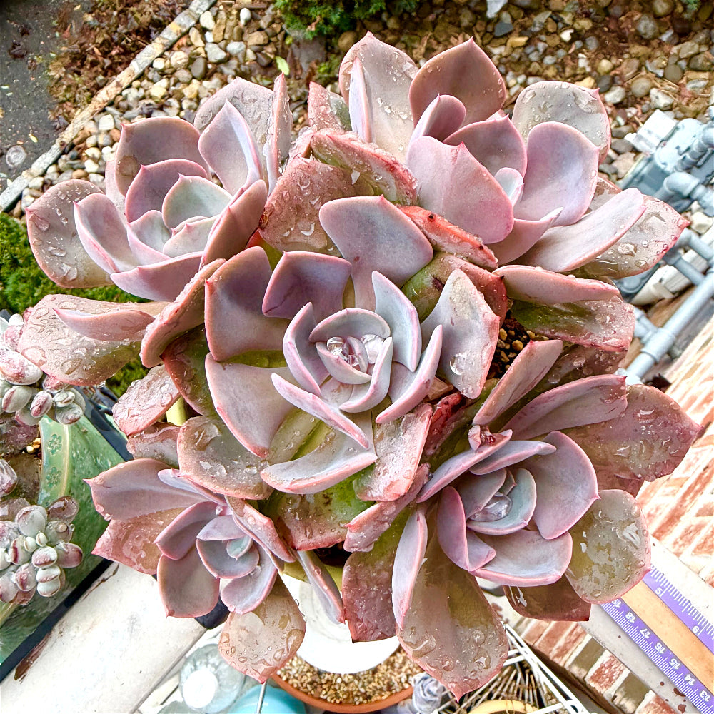 Echeveria 'Dusty Rose' - 7.5" Collector Grade Succulent - Exact Plant Shown 1 of 1 - WYSIWYG Rare Boutique Plant