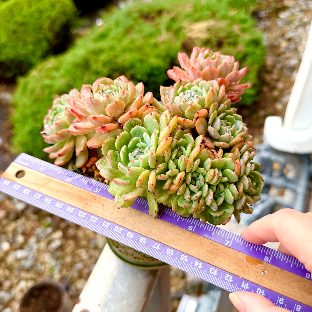 Echeveria 'Rosy Glow' Crested - 7" Rare Collectible Succulent - WYSIWYG Live Plant One-of-a-Kind - Exact Plant Shown