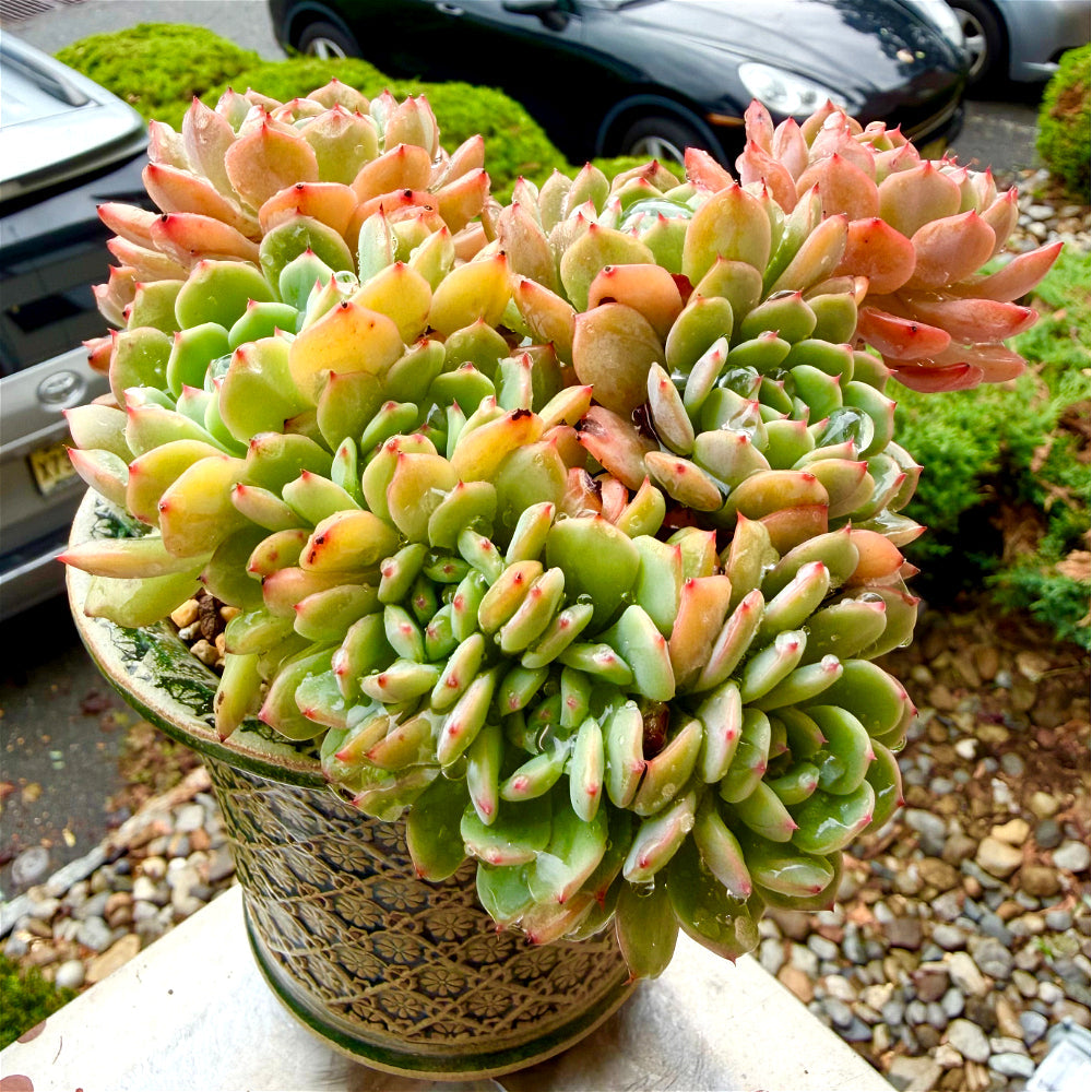 Echeveria 'Rosy Glow' Crested - 7" Rare Collectible Succulent - WYSIWYG Live Plant One-of-a-Kind - Exact Plant Shown