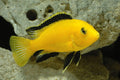 Yellow Lab Cichlid | The Golden Sunbeam