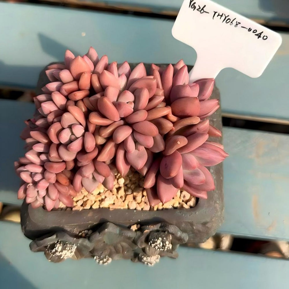 THY068-0040 Rare 4-year-old Large Live Succulent - Echeveria 'Peach Blossom Spring' - A Unique Gift For Plant Lovers