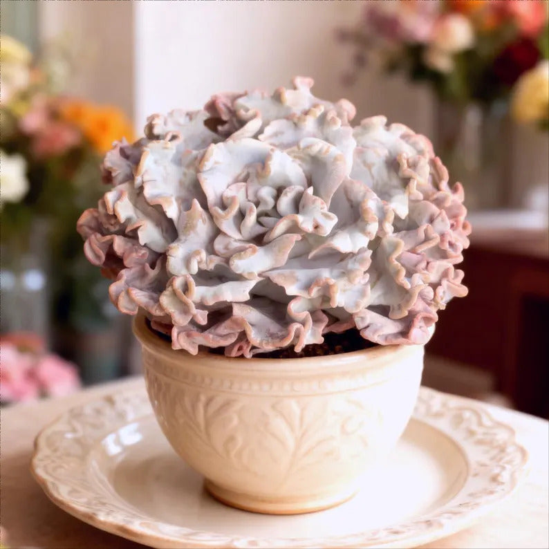 Crispate Beauty Rare Succulent Plants, 3.5" Green Imported Live Succulent Plant, Indoor Office Wedding Party Decor Gifts