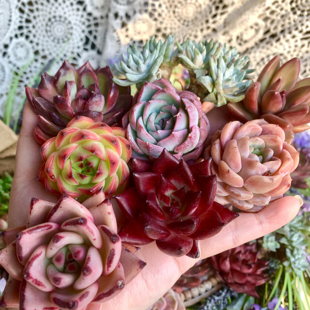 12-pcs 2"-3" Premium Assorted Succulents - Large Mix Plants Random Rare Succulents