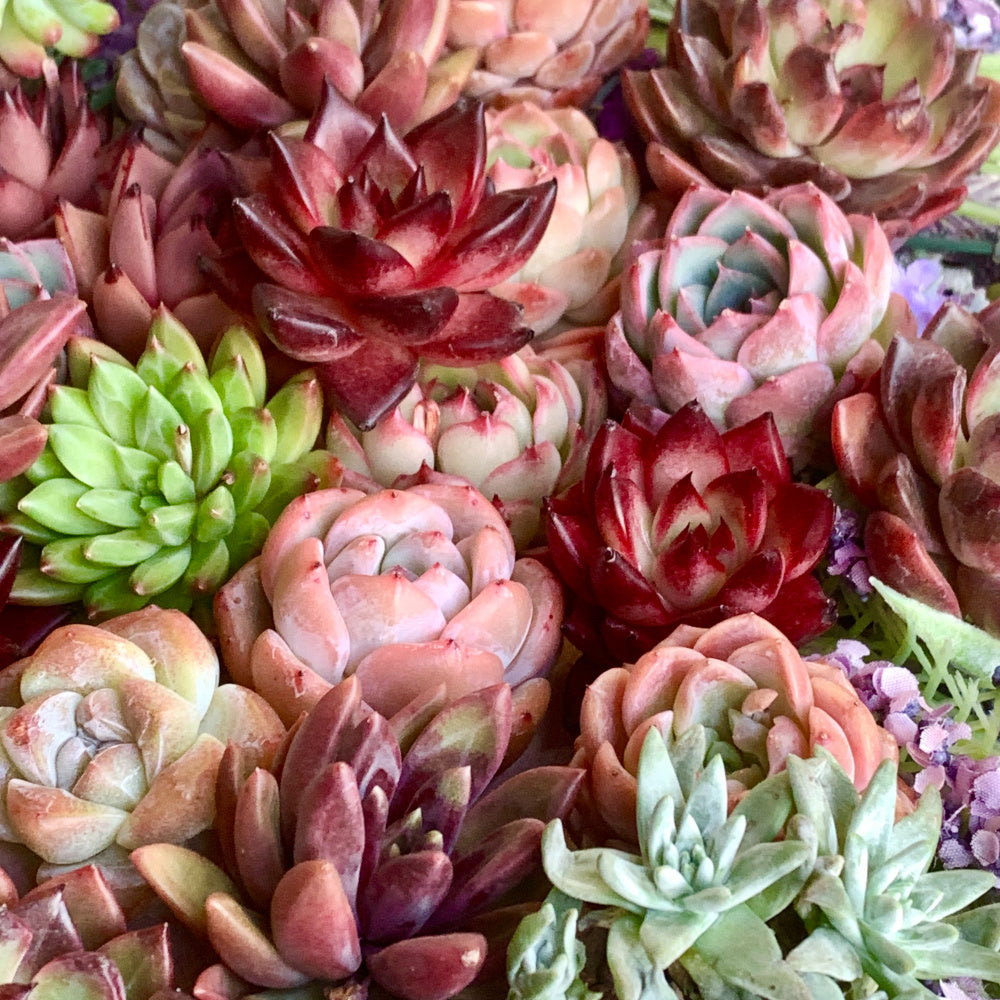12-pcs 2"-3" Premium Assorted Succulents - Large Mix Plants Random Rare Succulents