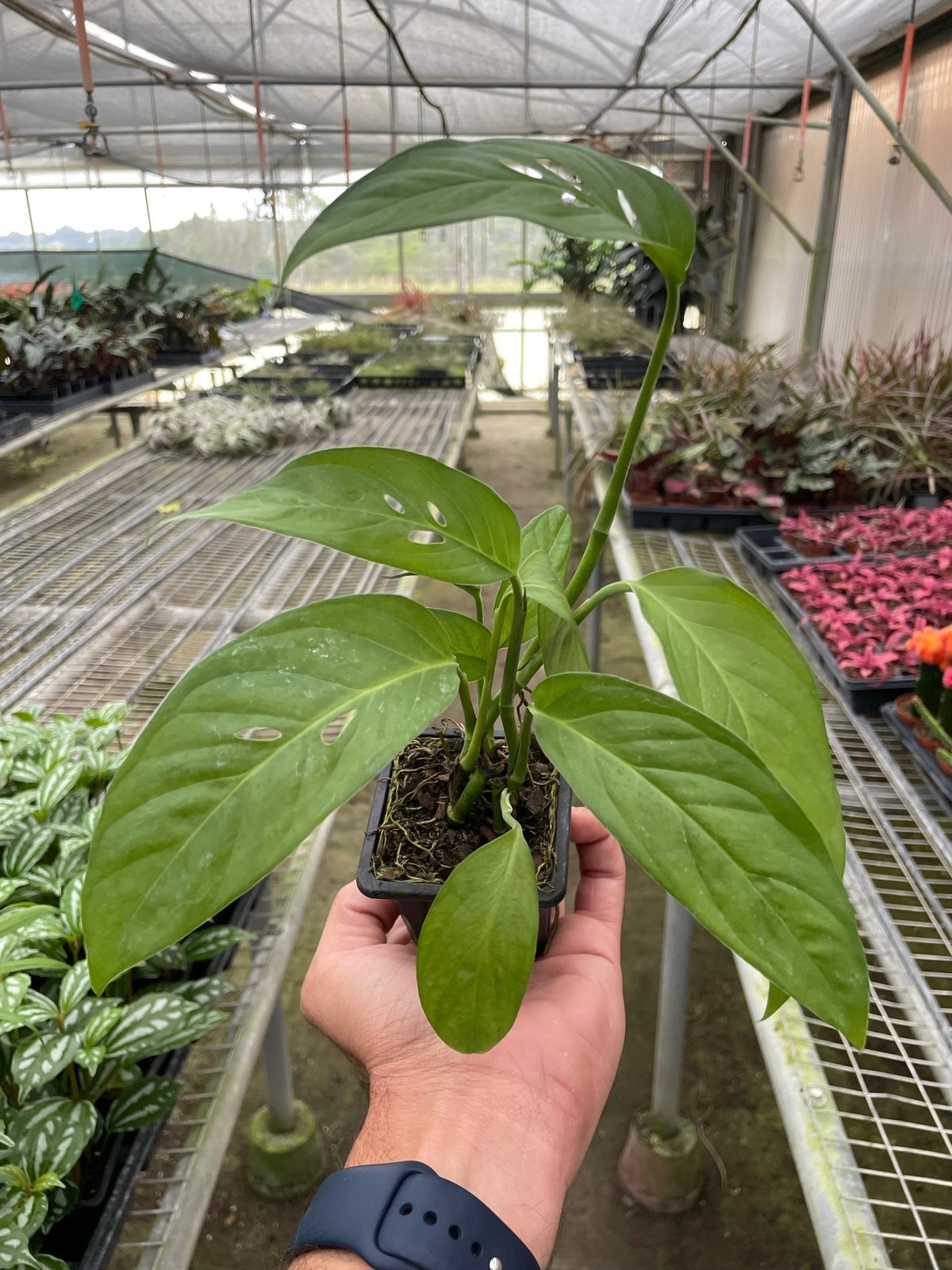 Heidi | Monstera Adansonii ‘Swiss Cheese’